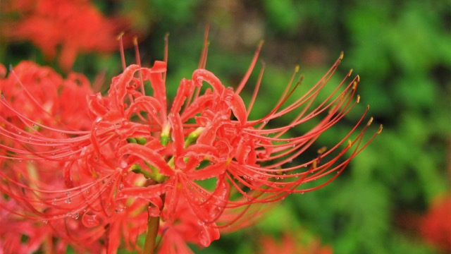 彼岸花の花言葉