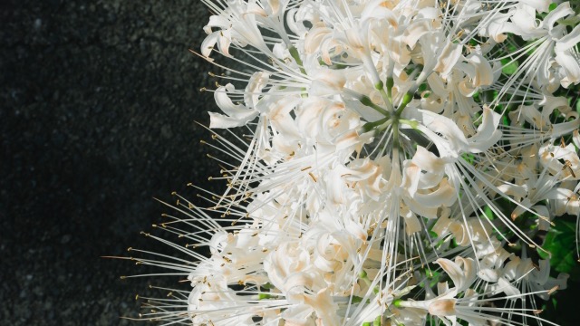 彼岸花の花言葉