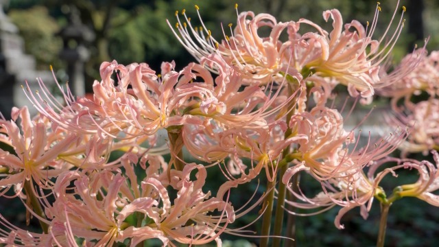 彼岸花の花言葉