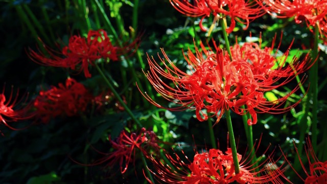 彼岸花の花言葉