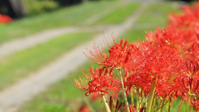 彼岸花の花言葉