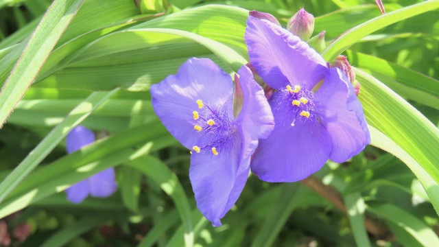 ツユクサの花言葉