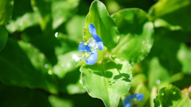 ツユクサの花言葉