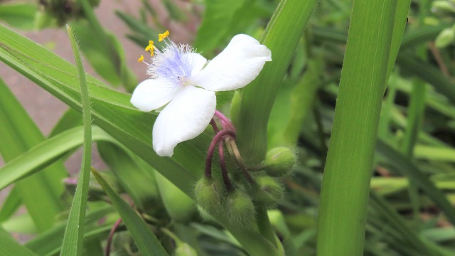 ツユクサの花言葉