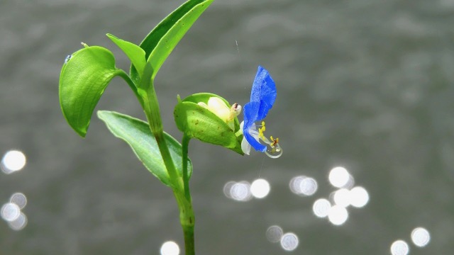 ツユクサの花言葉