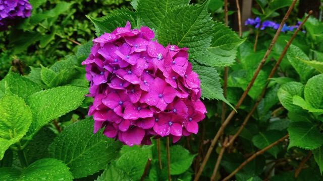 紫陽花の花言葉