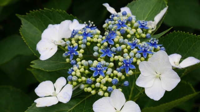 紫陽花の花言葉