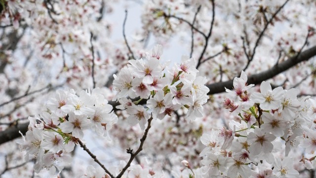 桜の花言葉