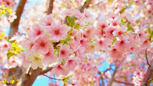 桜の花言葉