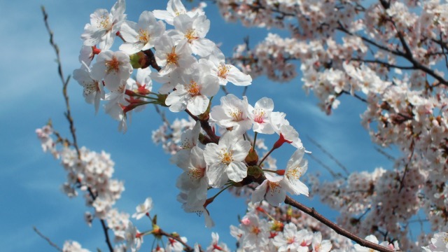 桜の花言葉