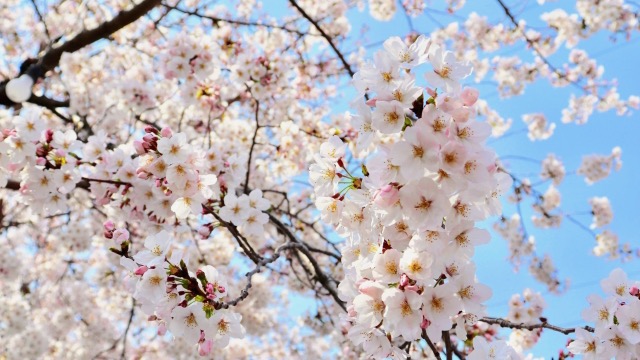 【桜の花言葉】意味や由来とは？実は怖い意味も？徹底解説！