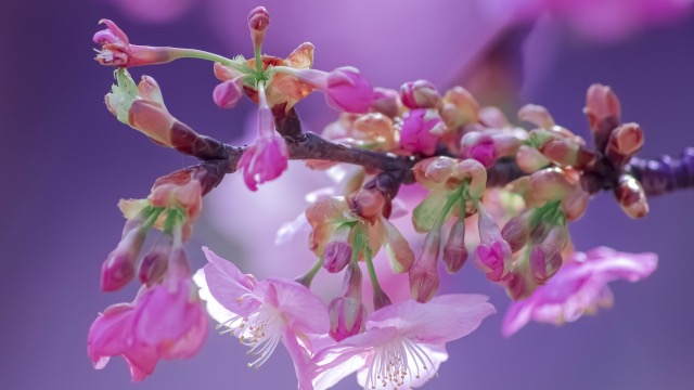 桜の花言葉