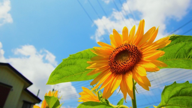 ひまわりの花言葉