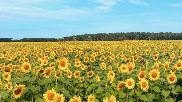 ひまわりの花言葉