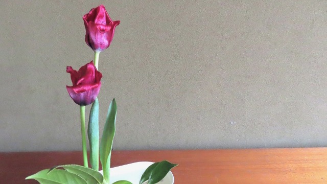 チューリップの花言葉