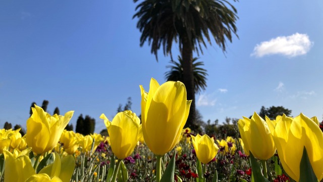 チューリップの花言葉