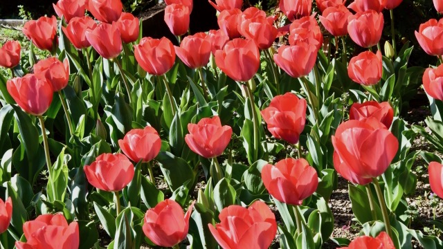 チューリップの花言葉